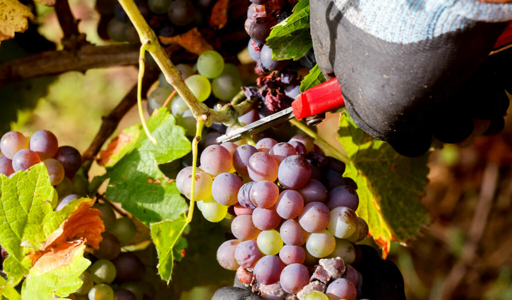 Vin et dégustations