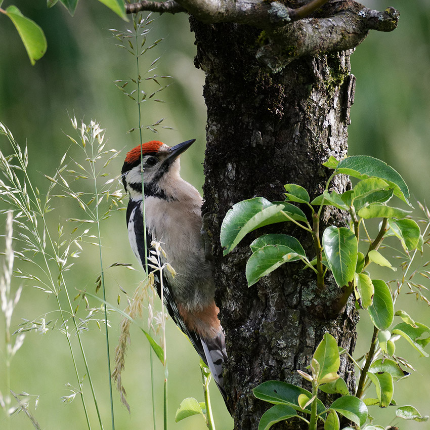 Photo : LPO, Bernard Marconot