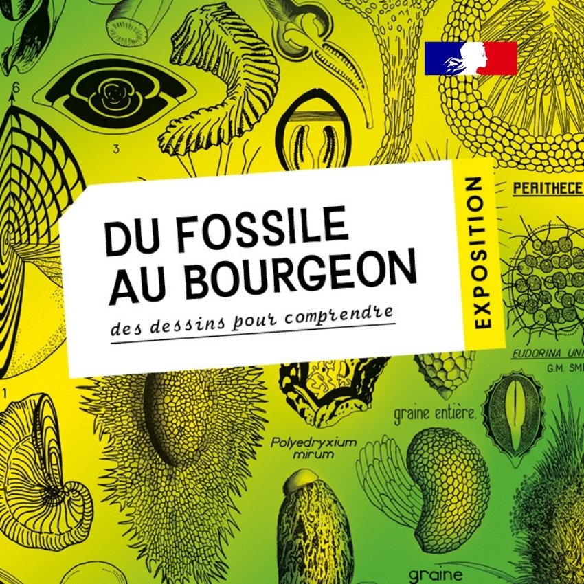 Du fossile au bourgeon, des dessins pour comprendre