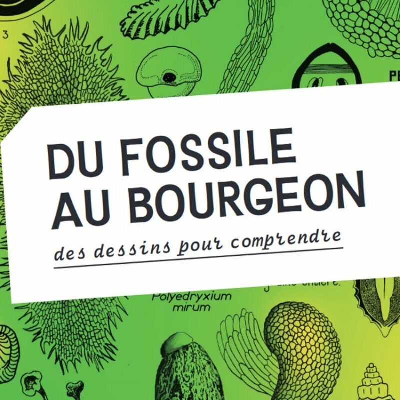 Visite guidée de l’exposition Du fossile au bourgeon, des dessins pour comprendre
